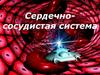 Сердечнососудистая система