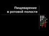 Пищеварение в ротовой полости