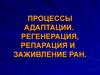 Процессы адаптации. Регенерация, репарация и заживление ран