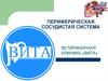 Периферическая сосудистая система. Ветеринарная клиника «Вита»