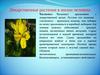 Лекарственные растения (2 класс)