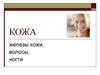Кожа. Железы кожи, волосы, ногти