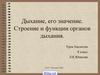 Дыхание, его значение. Строение и функции органов дыхания