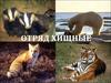 Отряд хищные