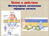 Белки в действии Молекулярные механизмы передачи сигнала