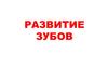 Периоды развития зуба