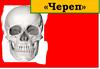 Череп и лицевые кости