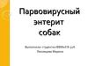 Парвовирусный энтерит собак
