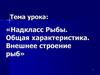 Надкласс рыбы. Общая характеристика. Внешнее строение рыб