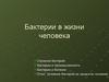 Бактерии в жизни человека