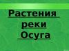 Растения реки Осуги