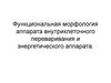 Функциональная морфология аппарата внутриклеточного переваривания и энергетического аппарата
