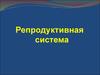 Репродуктивная система