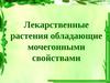 Лекарственные растения обладающие мочегонными свойствами