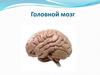 Головной мозг