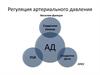 Регуляция артериального давления