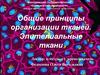 Общие принципы организации тканей. Эпителиальные ткани