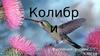 Колибри