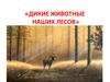 Дикие животные наших лесов
