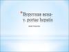 Воротная вена - v. portae hepatis. Анастомозы