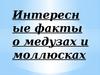 Интересные факты о медузах и моллюсках
