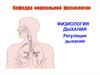 Физиология дыхания. Регуляция дыхания