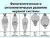 Филогенетическое и онтогенетическое развитие нервной системы