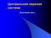 Центральная нервная система. Конечный мозг