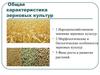 Характеристика зерновых культур. (Лекция 3)