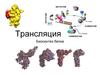 Трансляция. Биосинтез белка