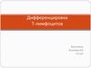 Дифференцировка Т-лимфоцитов
