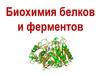 Белки, ферменты
