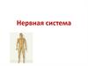 Нервная система
