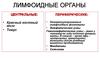 Лимфоидные органы. Центральные и периферические