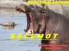 Животные Африки. Бегемот