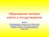 Образование половых клеток и оплодотворение