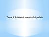 Tema 6. Scheletul membrului pelvin