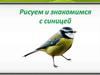 Как нарисовать синицу