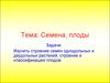 Строение семян однодольных и двудольных растений, строение и классификация плодов