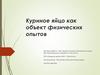 Куриное яйцо как объект физических опытов