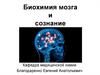 Биохимия мозга и сознание