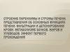 Строение паренхимы и стромы печени. Представления об основных функциях печени: фильтрации и депонировании крови