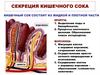 Секреция кишечного сока