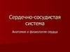 Сердечно-сосудистая система. Анатомия и физиология сердца