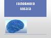 Строение головного мозга
