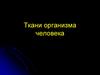 Ткани организма человека