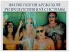 Физиология мужской репродуктивной системы