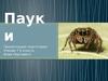 Пауки