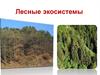 Лесные экосистемы