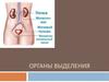 Органы выделения